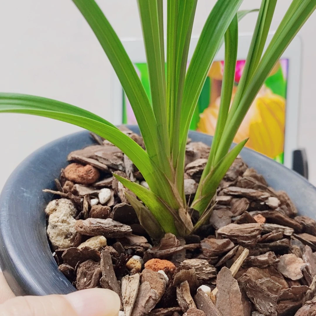 大***痕当前无花栽培后可以开花