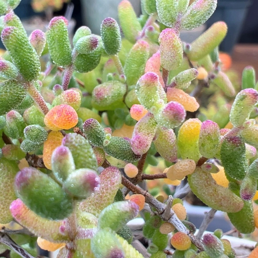 【闪购商品】dy6306糖球白糊斑锦冠幅6.5cm