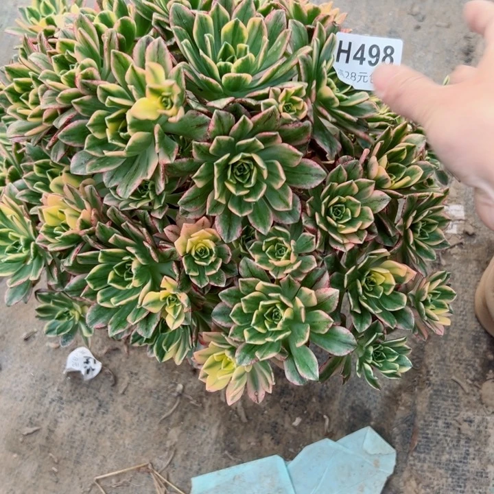 498甜茶多肉多肉多