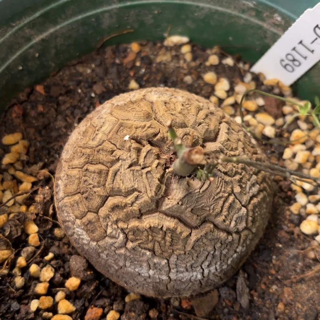 1189 南非龟甲龙植物
