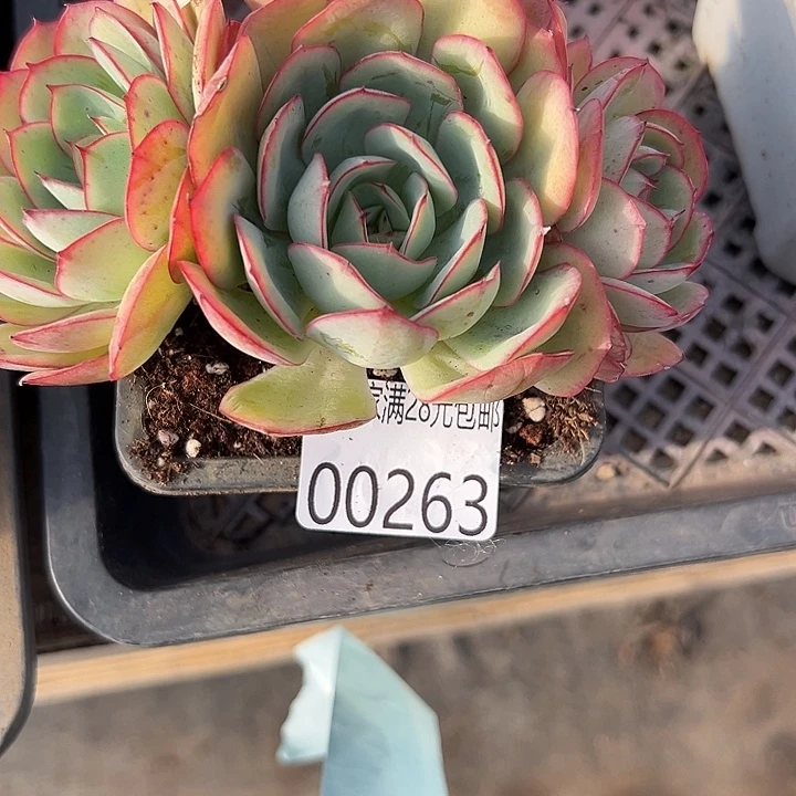 幸运儿的故事也是很精彩