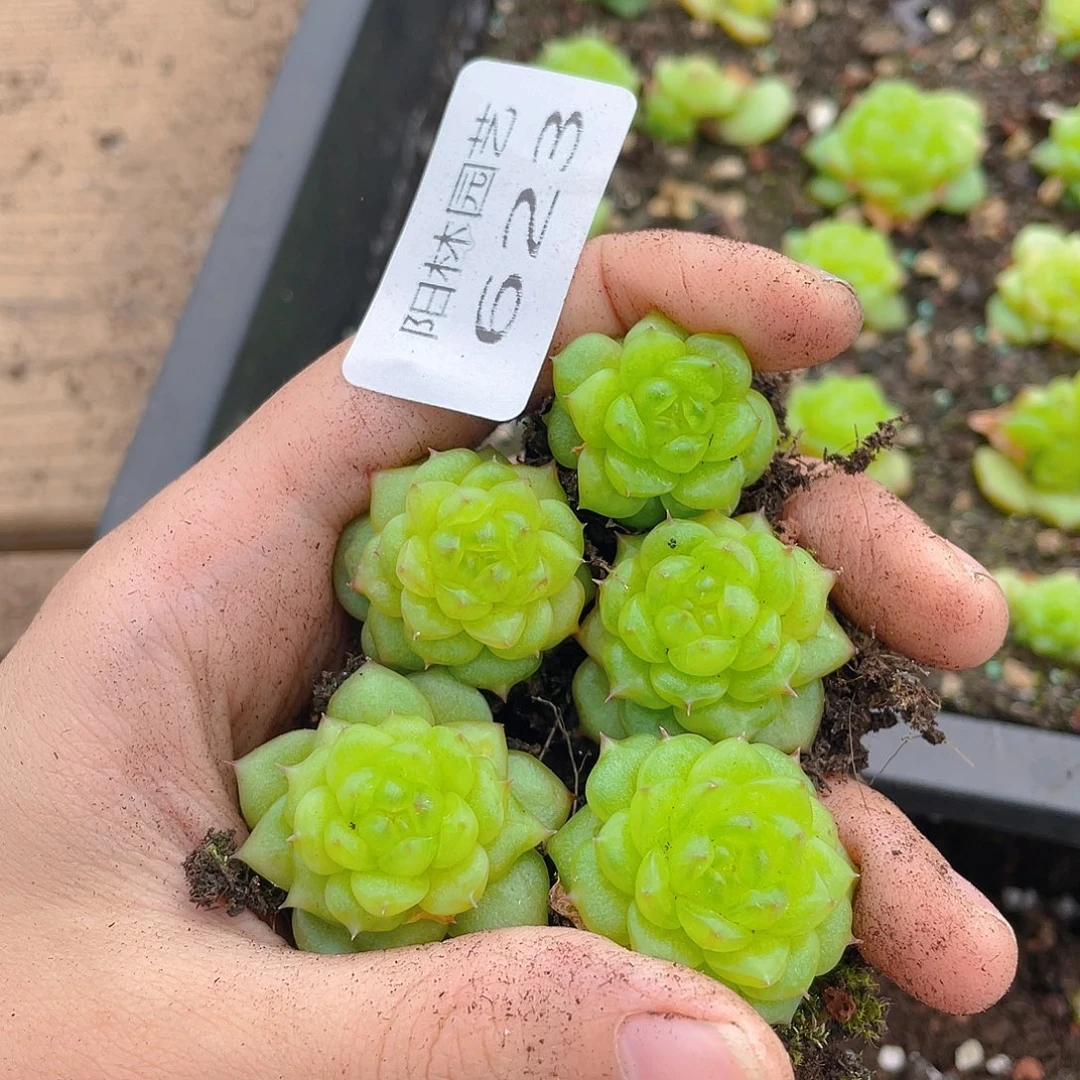 多肉植物多肉植物623
