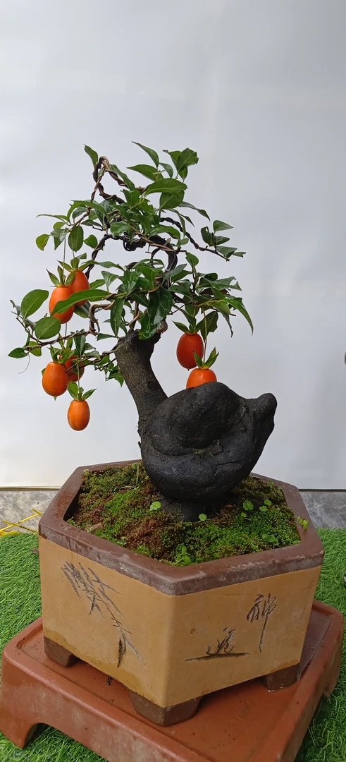 带果发货的金弹子石楠花海棠盆景四季长青湖北发货都美竹