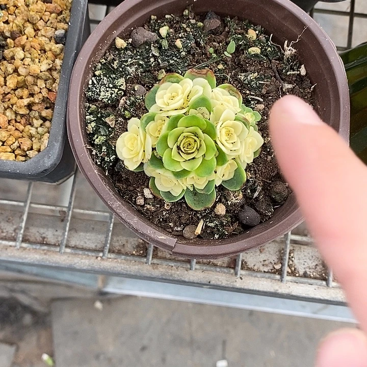 漂亮仙人球一物一拍