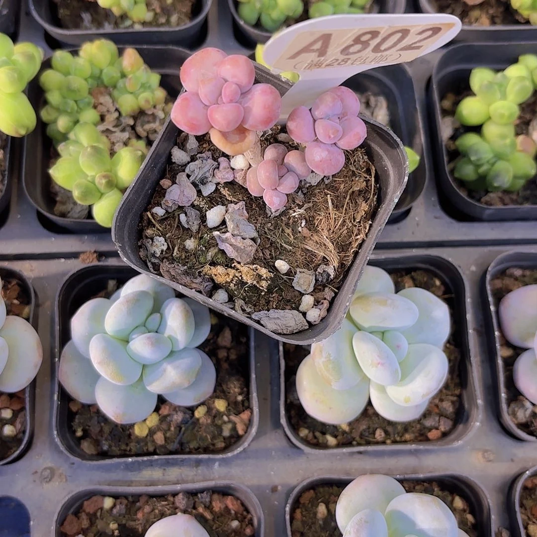 A802腰子蛋一物一拍