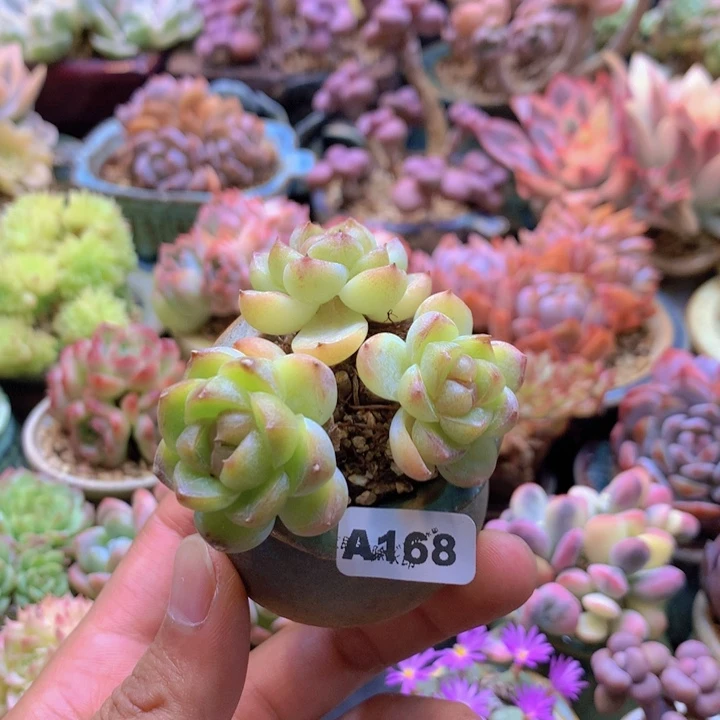 一物一拍含盆土满38包邮A168