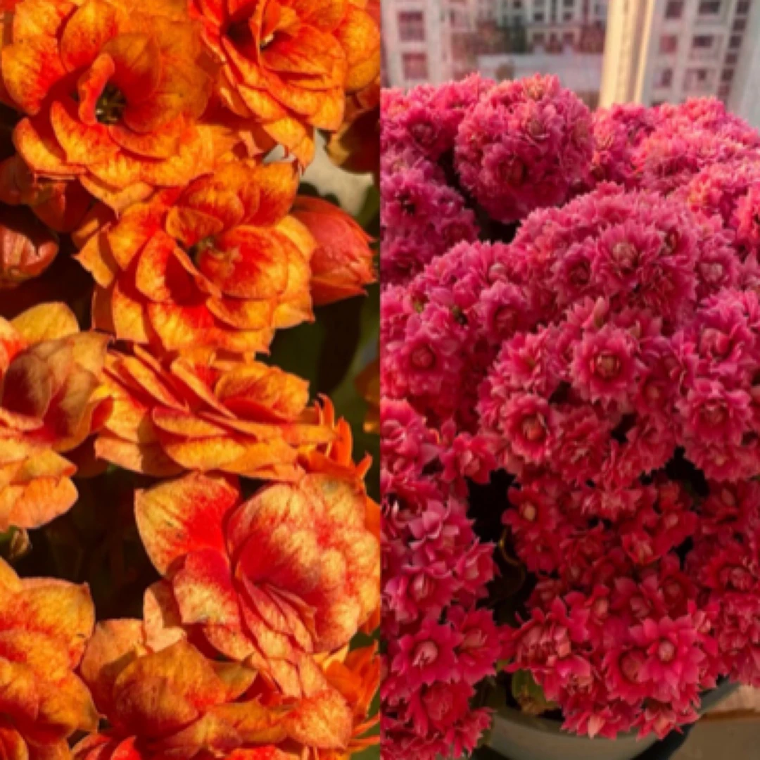 【银丝雀➕惊艳】两盆重瓣长寿花