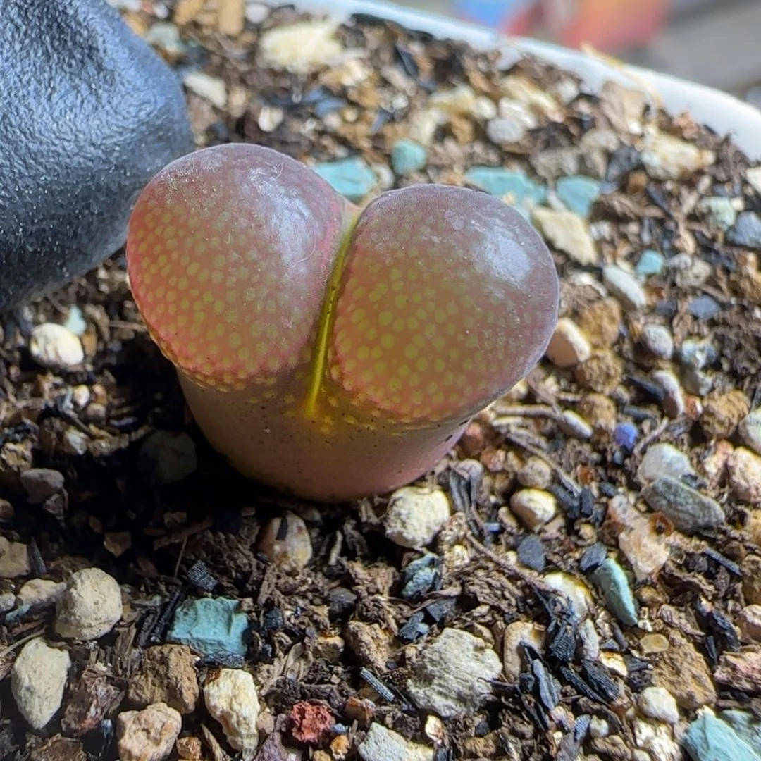 多肉植物红风162号（满38元包邮）