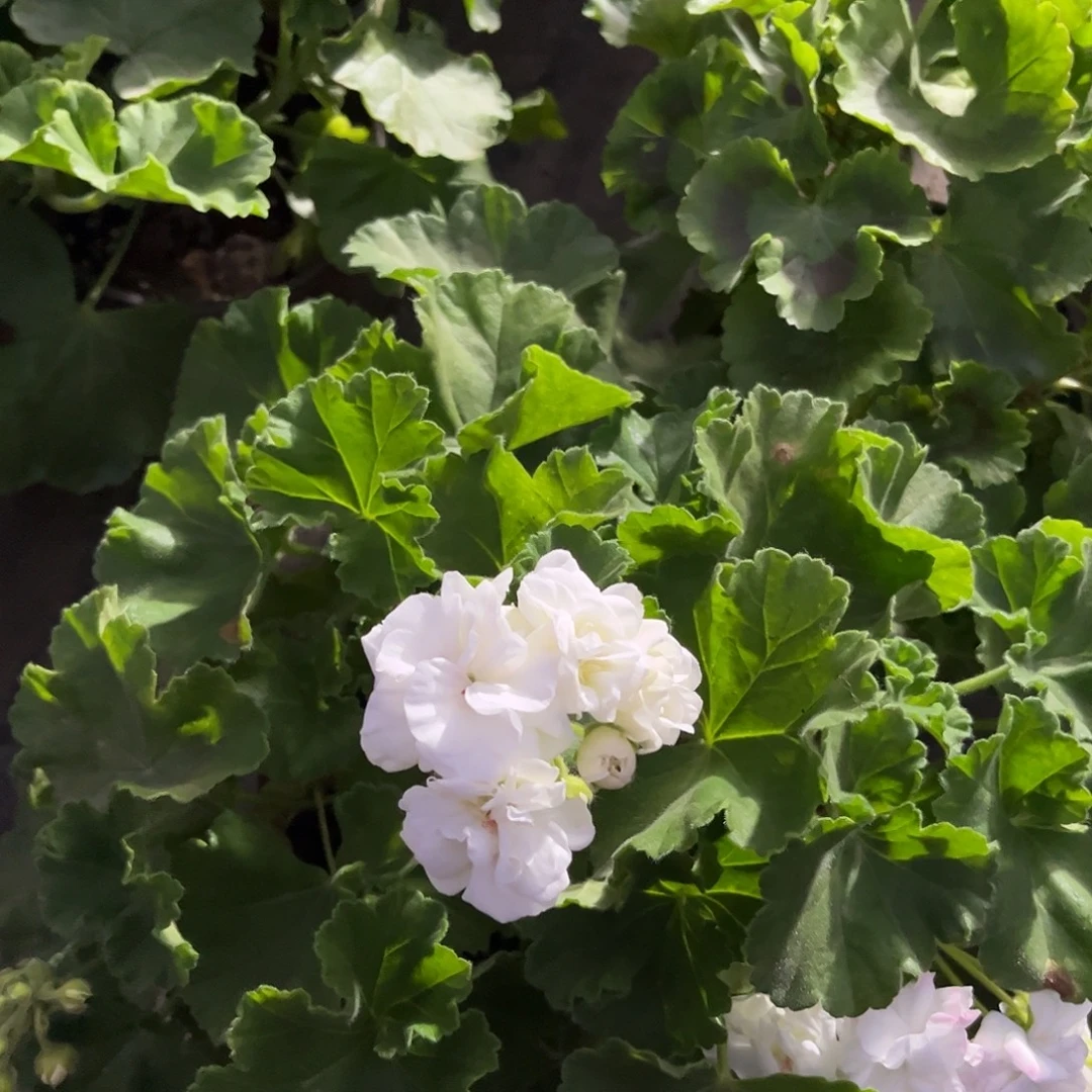 完全开放白珍珠111