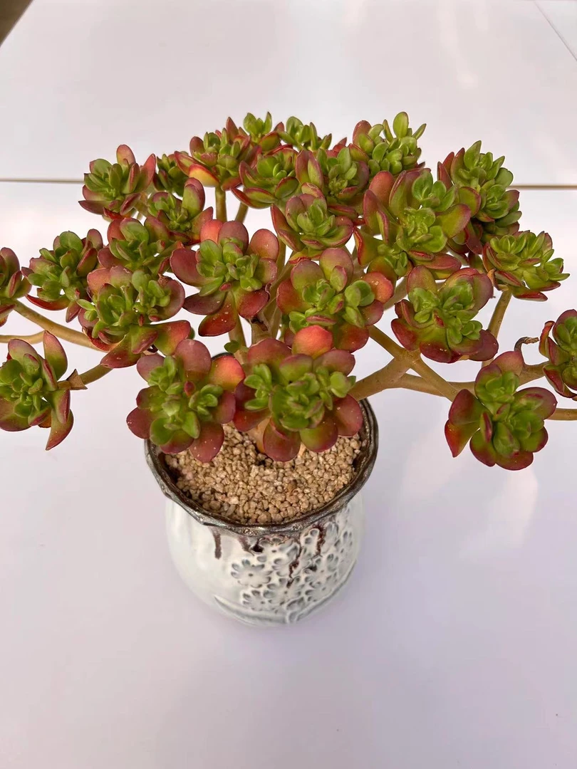 【达摩宝珠】脱土发 整桩老桩 满15包邮 燕子多肉