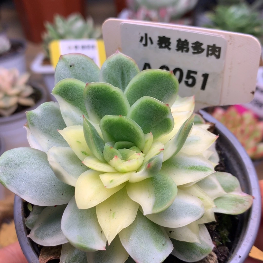 51哈哈哈哈哈哈哈哈