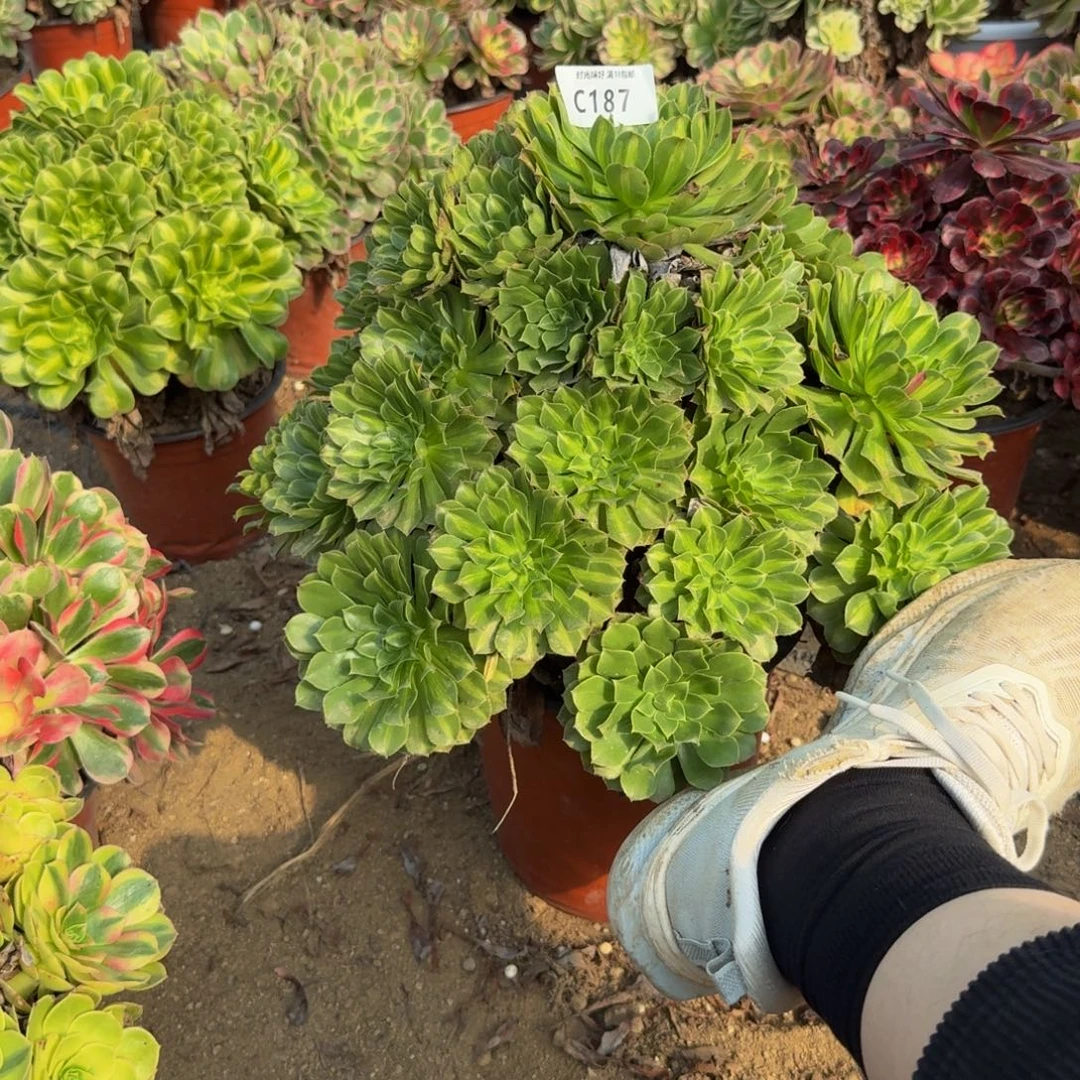 187绿知否。多肉植物