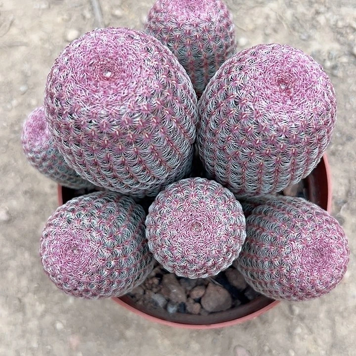 木****零零落落零零落落来来来
