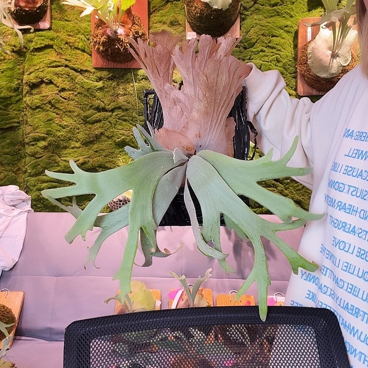 不开花植物sf 水汽。