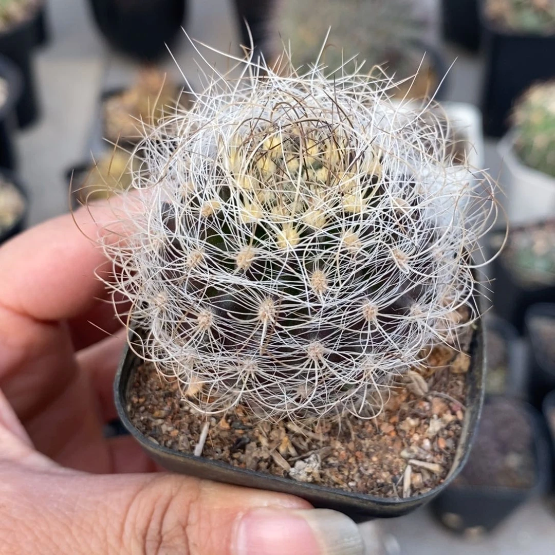 微**语混乱玉仙人球