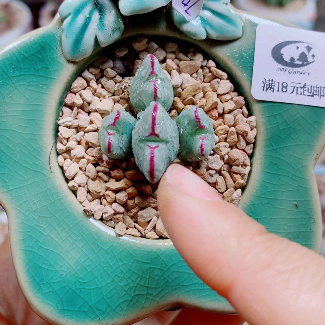 生石花花花花花花花365