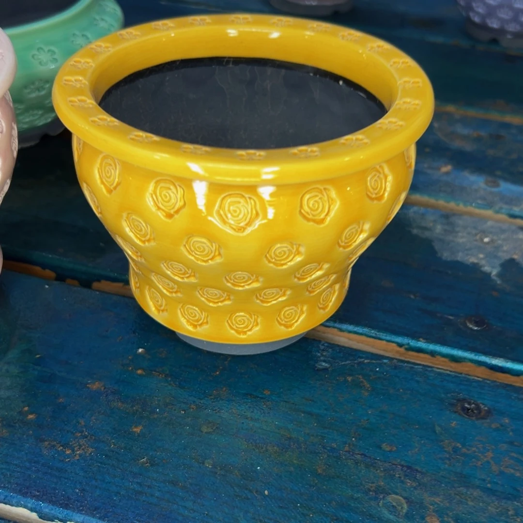 多肉一物一拍0518-187