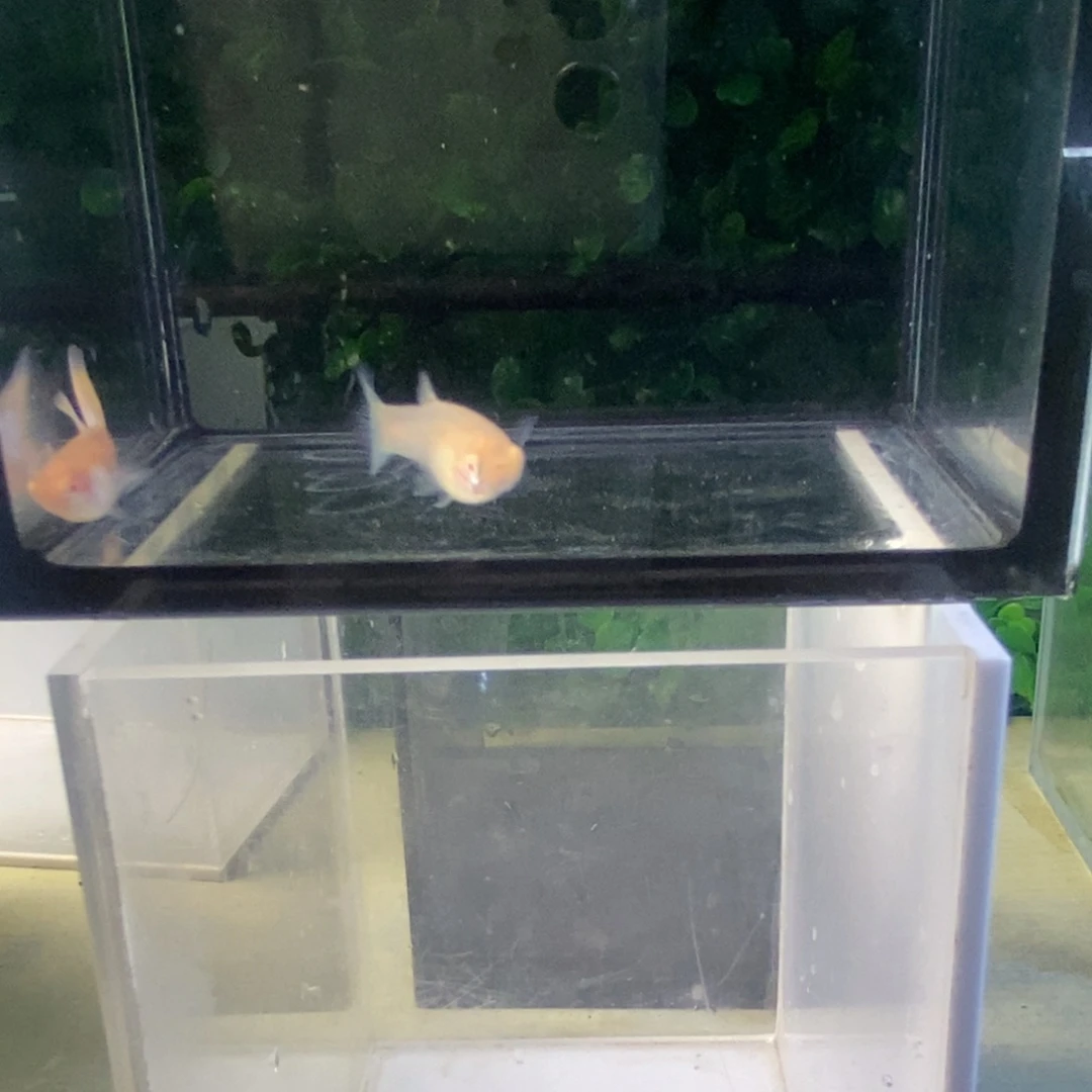 孔雀鱼金粉欧翼一对