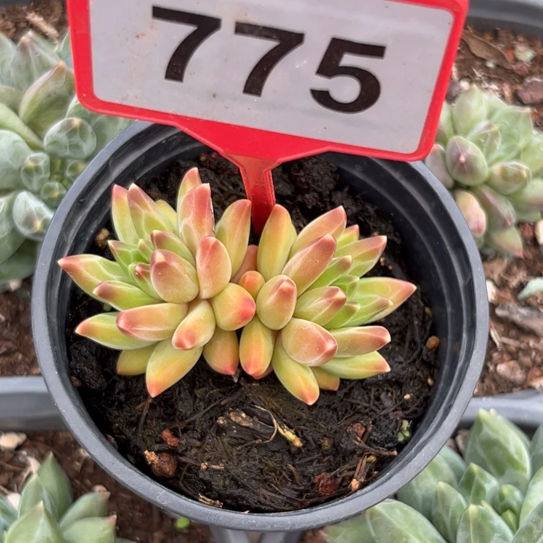 多肉植物彩翼美人775