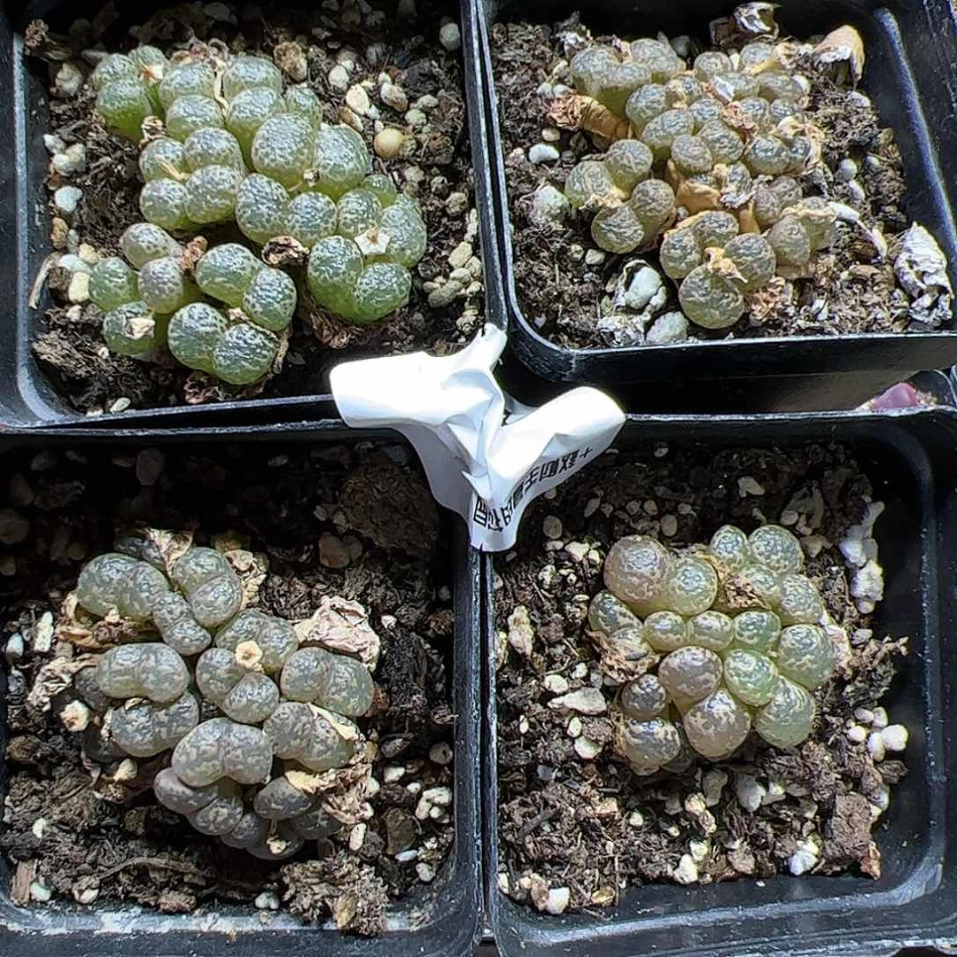 【闪购商品】2开播福利