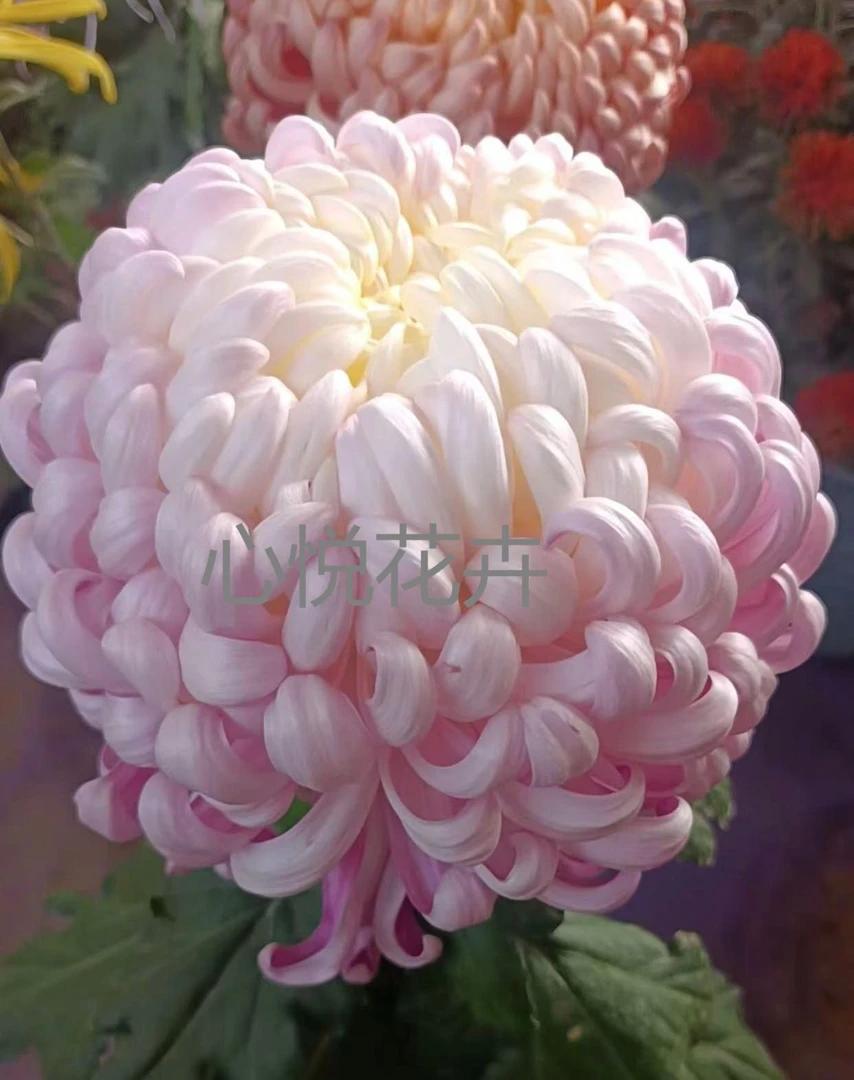 菊花苗【国华圣者1颗】 对版发货 大菊多年生盆栽地载花卉绿植