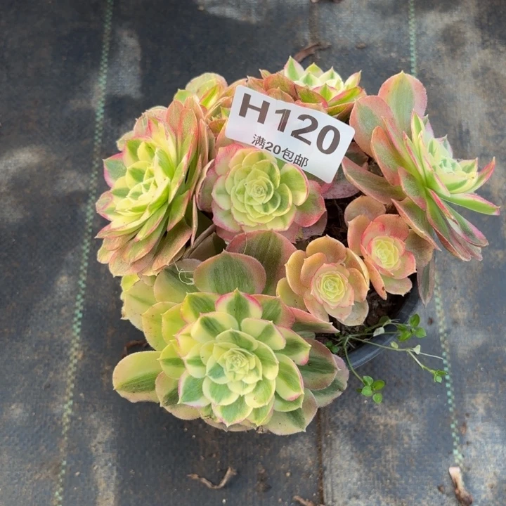 瑞妈多肉植物，120.绿体倾城