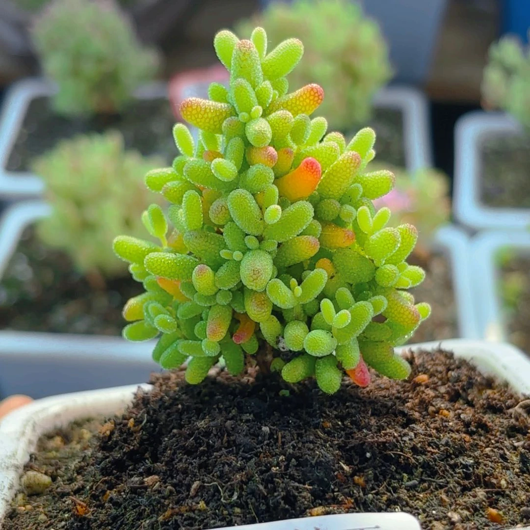 木**6金橘糖球919。