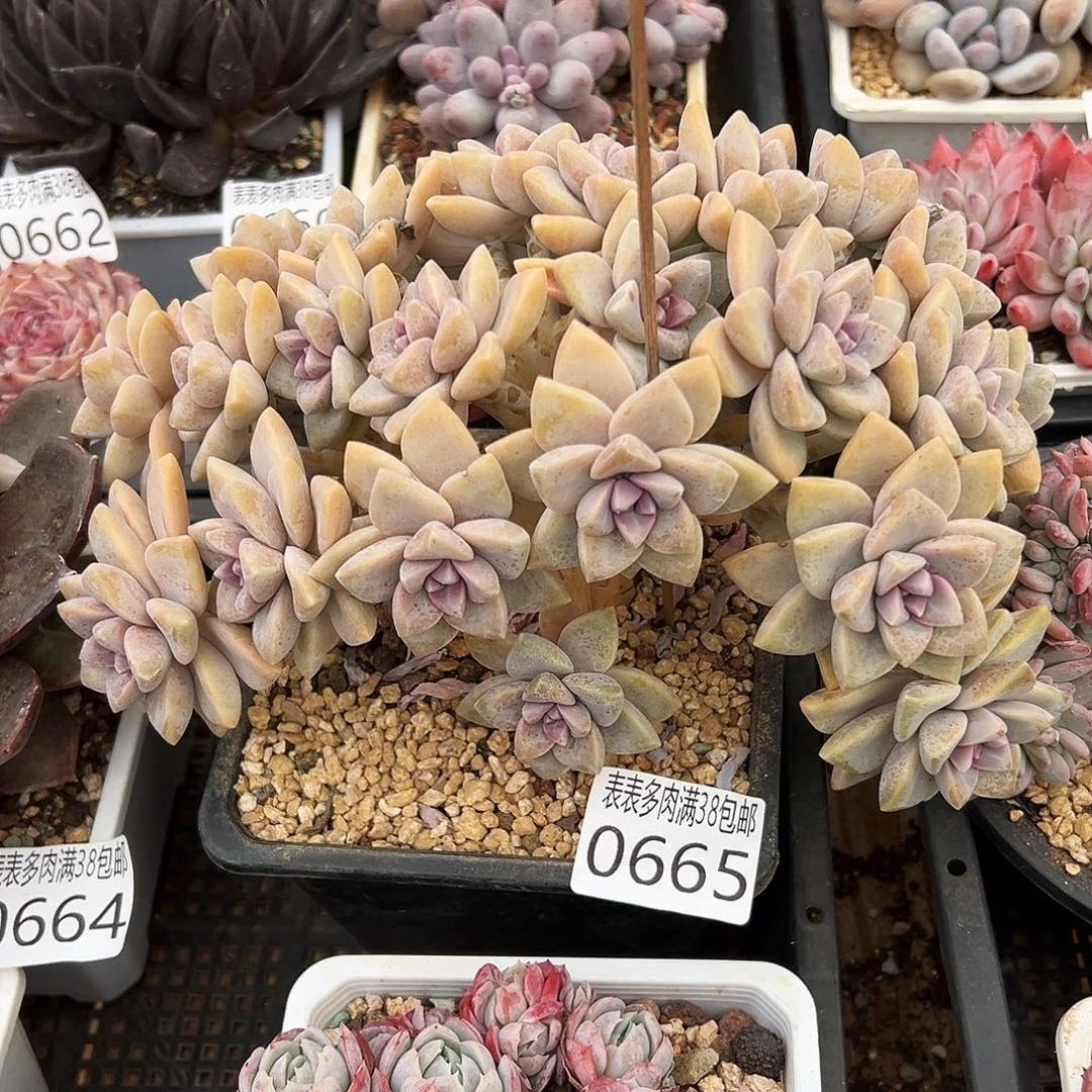 杨***舞多肉一物一拍植物0665