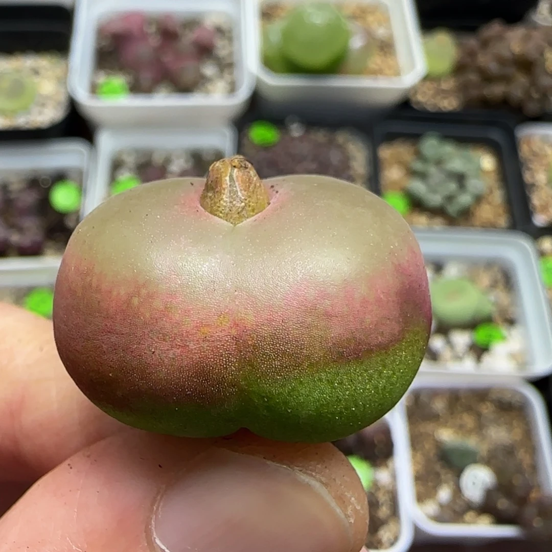 2.3漂亮多肉植物78