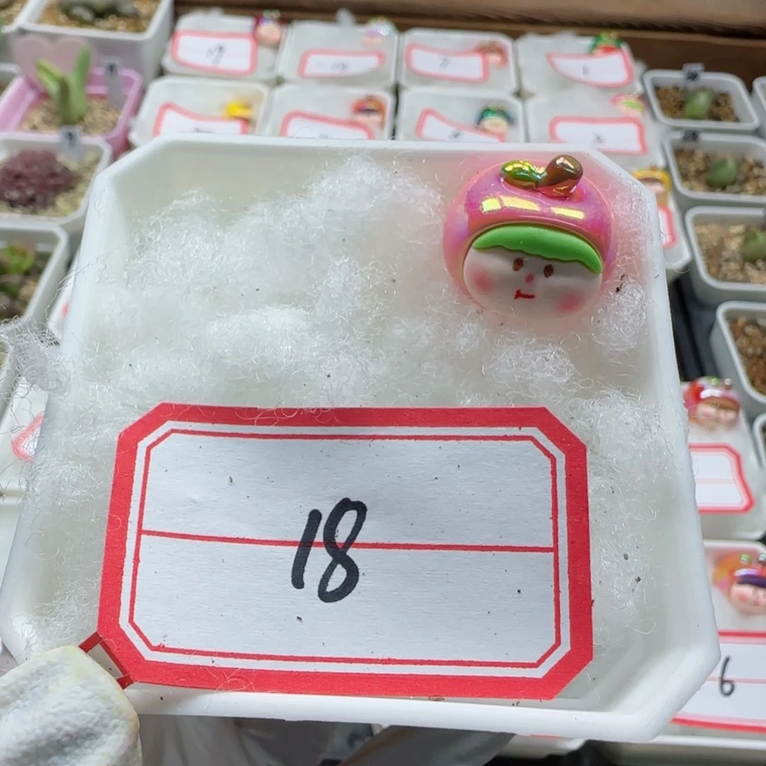 可**宝2-12-当天满58包邮盲盒多肉