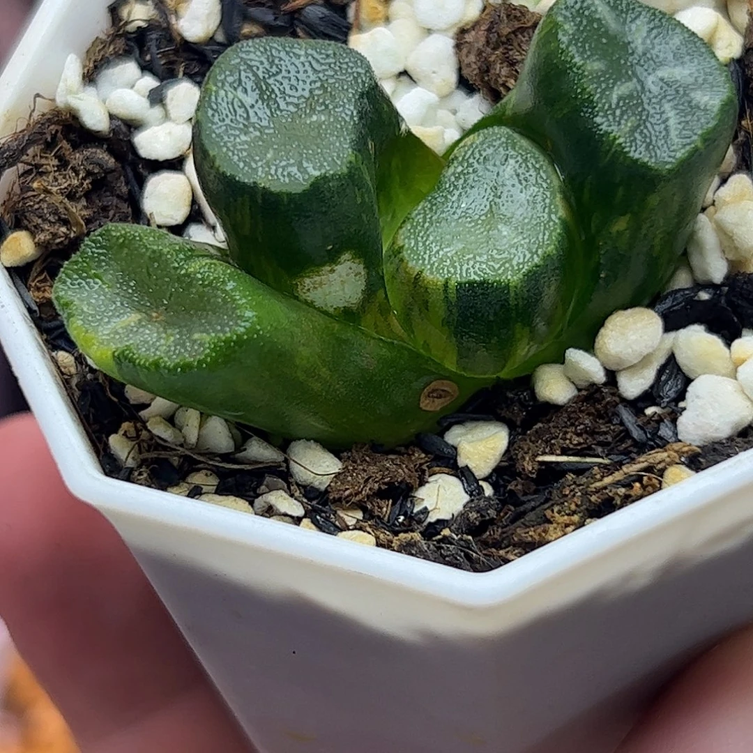 巨窗万象锦十二卷多肉植物