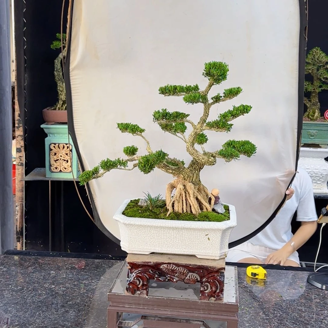 当前无花朵，栽培后可花朵