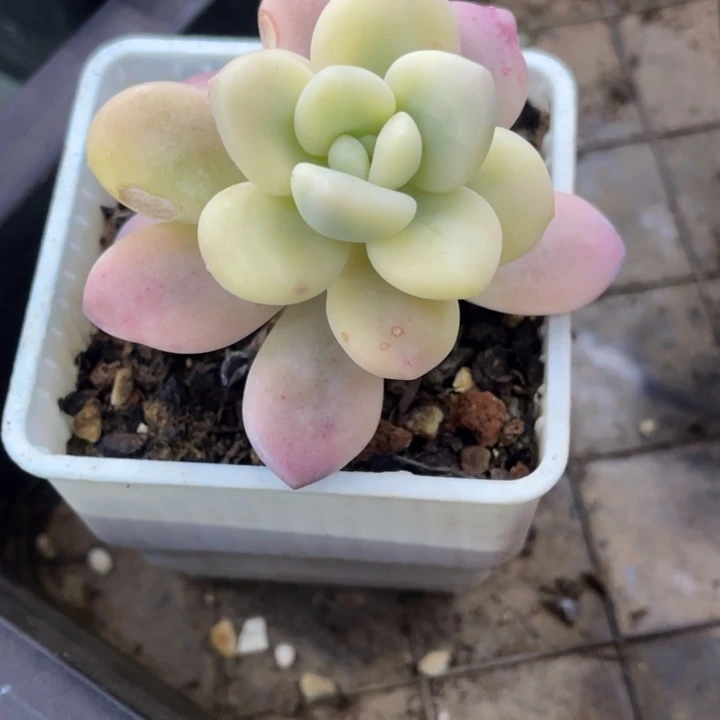 秋可园艺 洛神覆轮锦