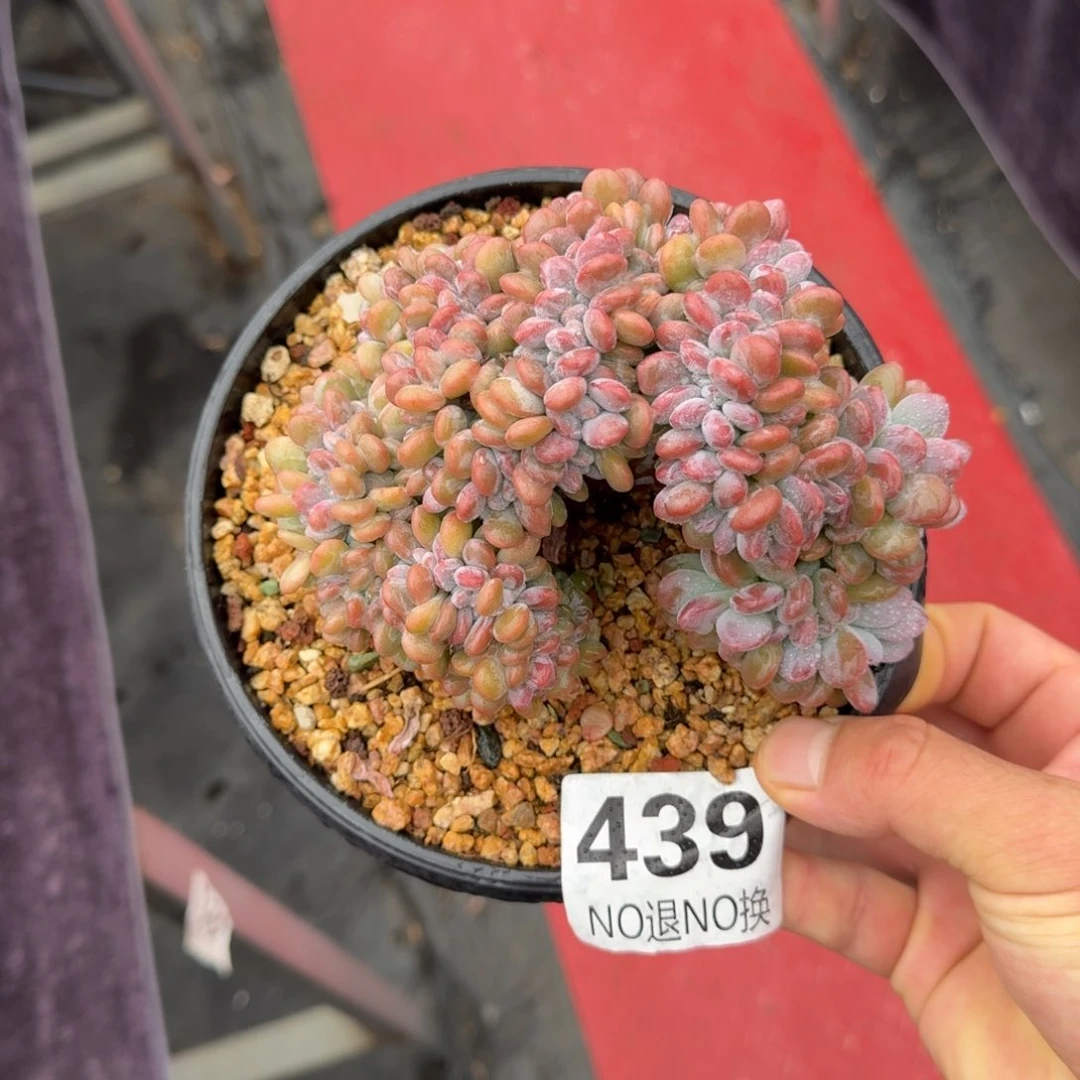 15厘米的尺寸一物一拍439