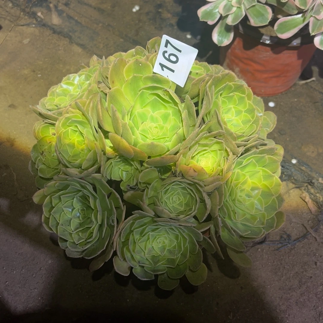 雨荷多肉法师167号