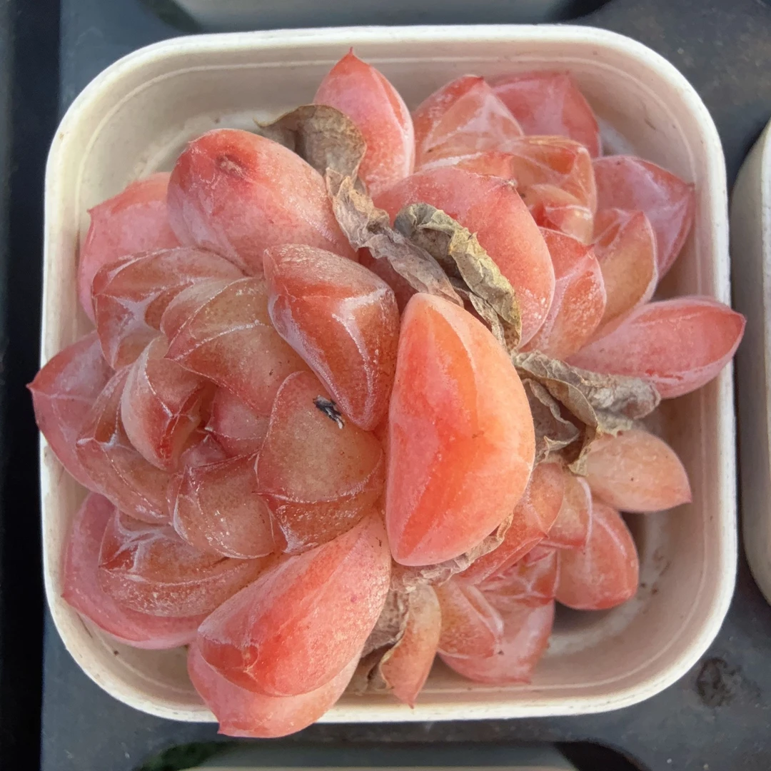 50#3-5头琉璃梦（3-5cm）带盆土