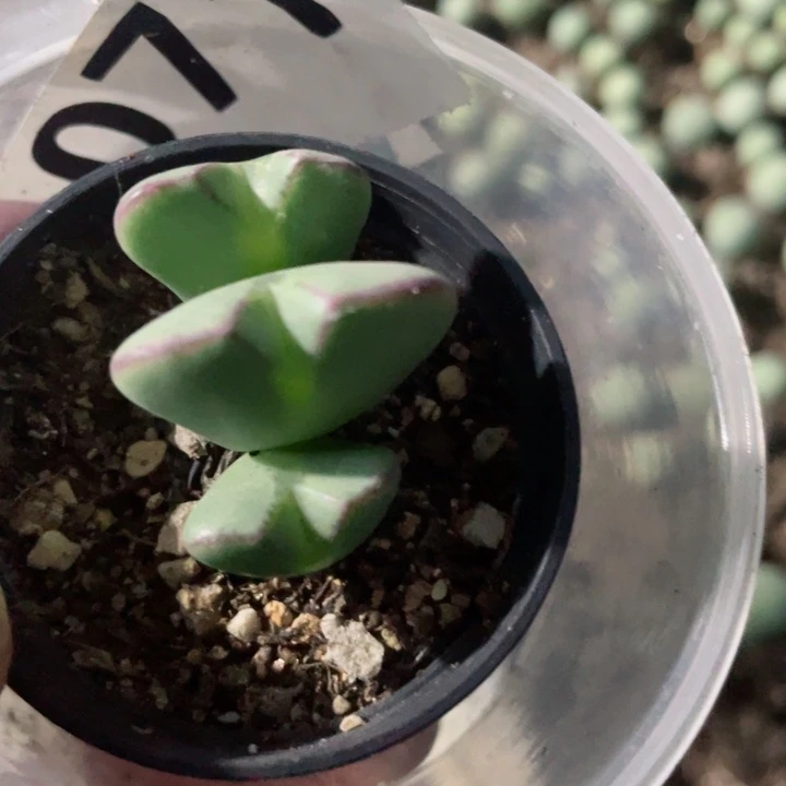 071少将群零下拍保温