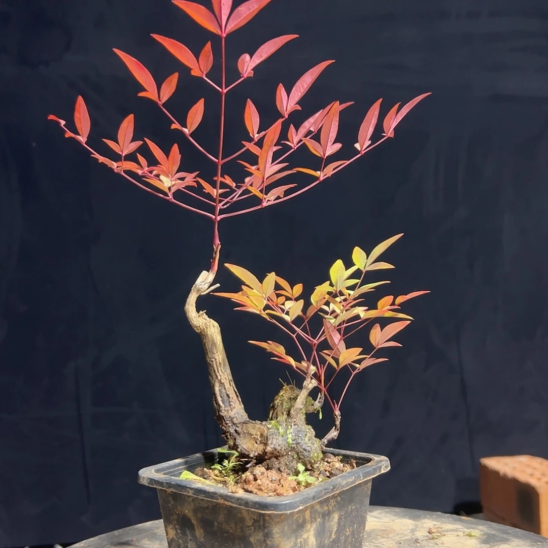 不开花植物222222222222