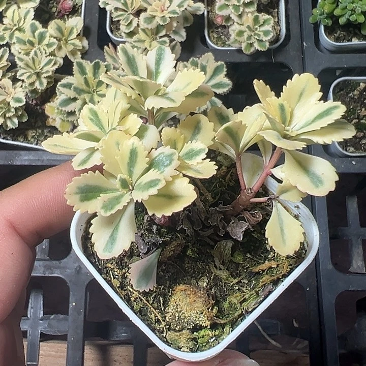 亚特兰蒂斯锦精品多肉