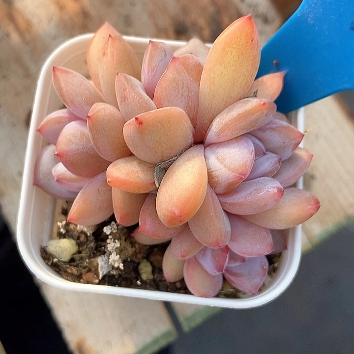 多肉植物星影949