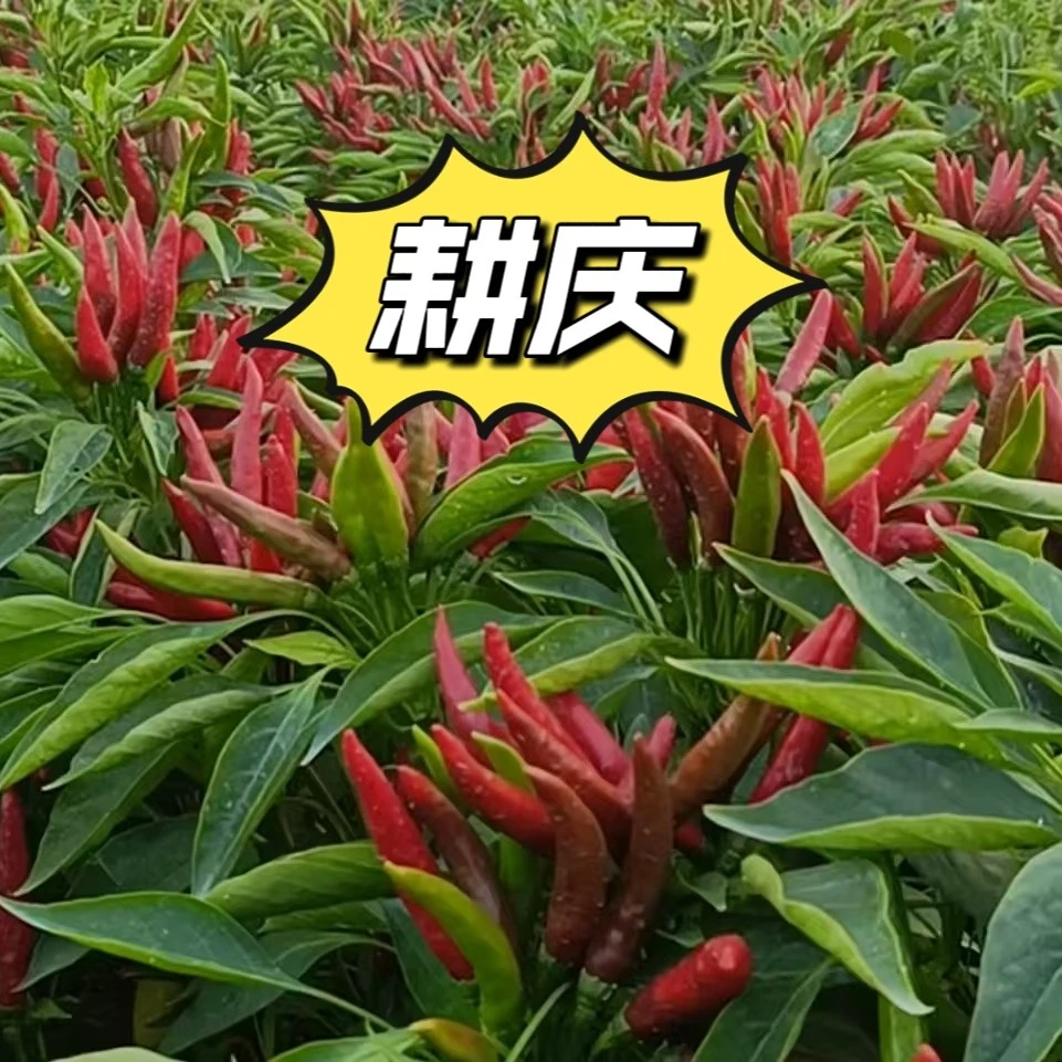 恶性草营养液，√对辣椒田，西瓜田，甜瓜田定向喷雾灭生性