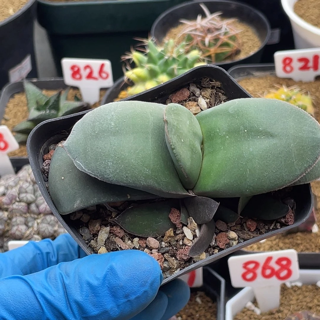 实生蝴蝶军配卧牛仙人球