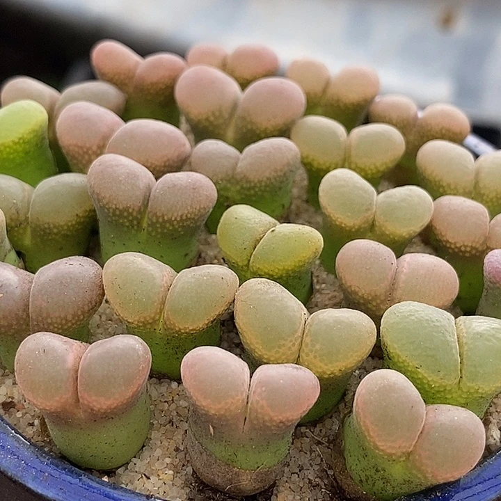 7524单头大翻窗风铃一颗