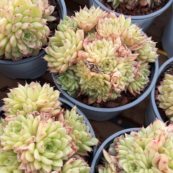 两盆      果冻麦秆