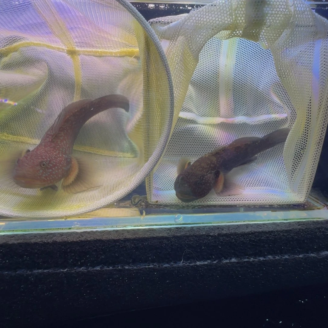 蓝口孵鱼短棘稿9-10一对