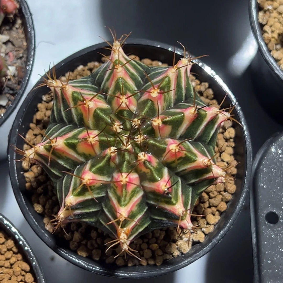 实生米哈锦带盆土发货4