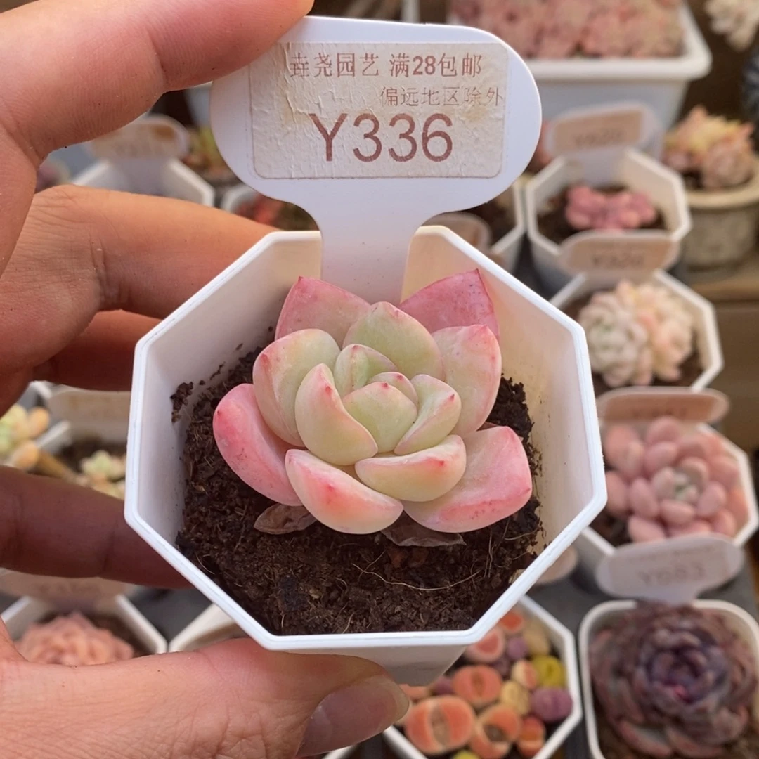k****-0336草莓泡芙4.5厘米