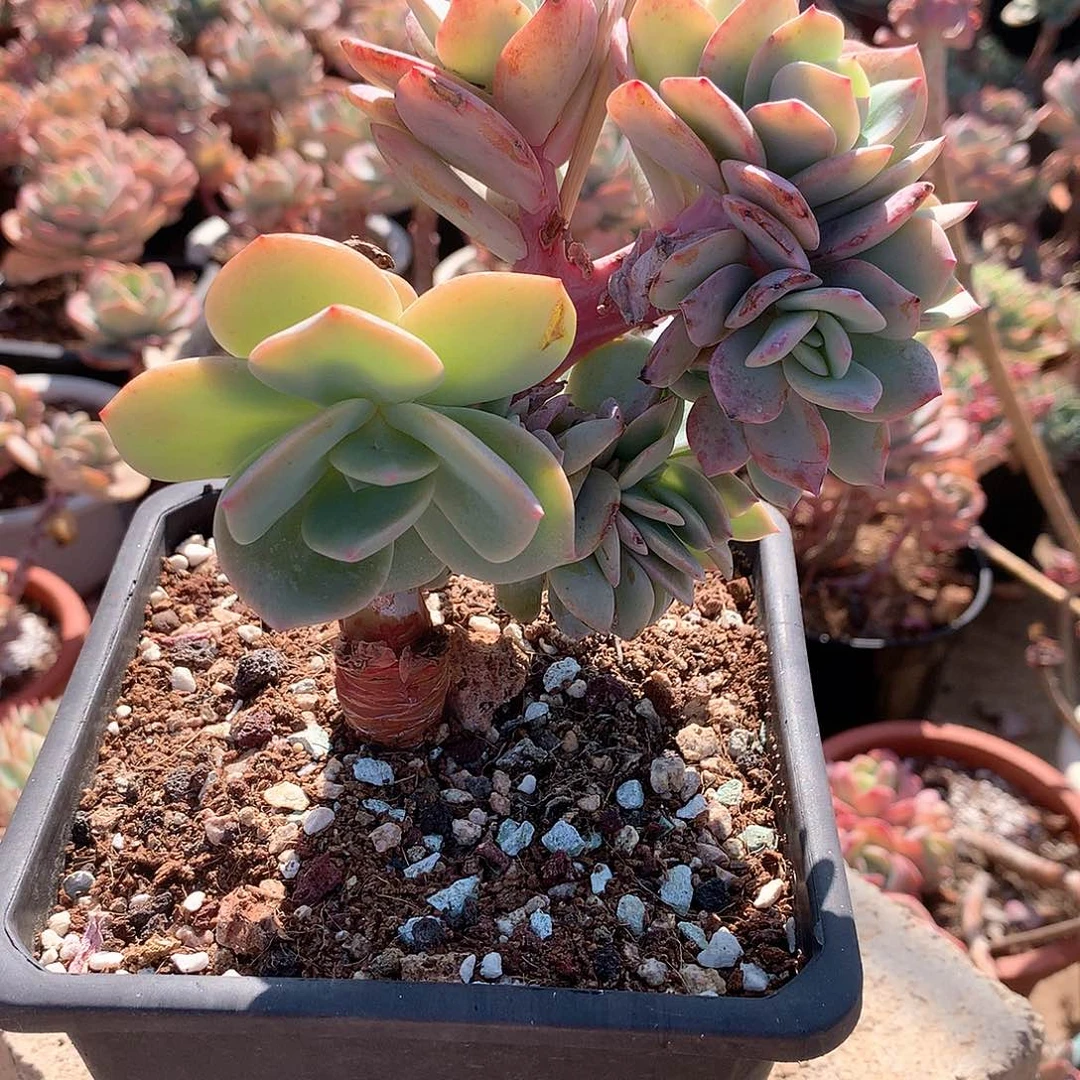 白凤多肉缀化植物