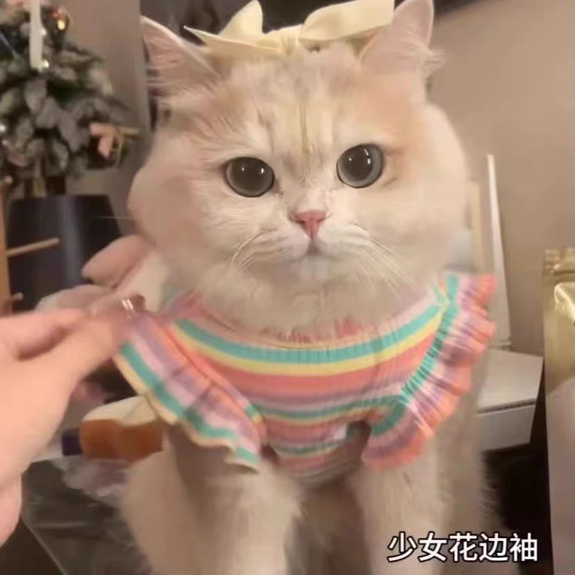 猫咪衣服夏季薄款背心宠物防掉毛吊带裙布偶德文可爱小猫猫金渐层