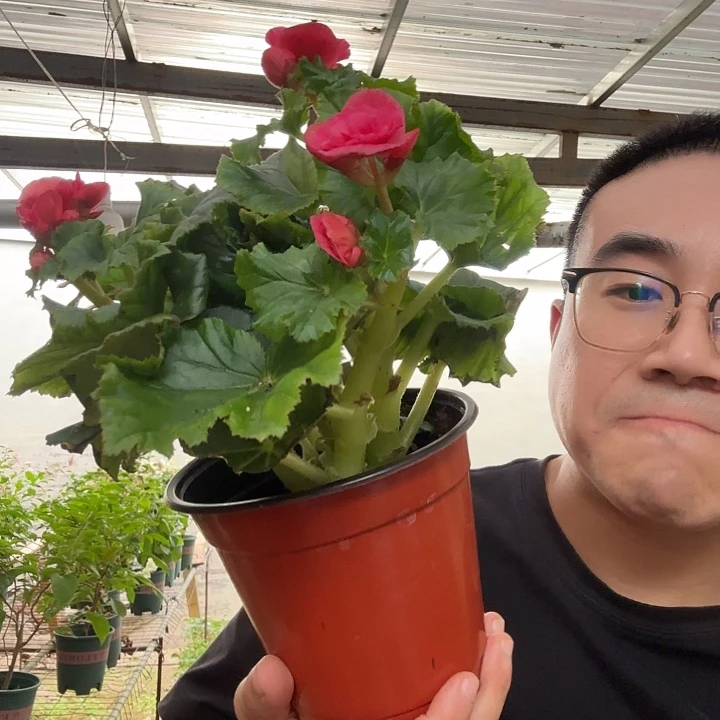 用***2完全开放瑕疵风暴粉